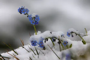 Alpine forget-me-not (Myosotis sp) flowers in the snow, Hohe Tauern National Park Alpine forget-me-not (Myosotis sp) flowers in the snow, Hohe Tauern National Park