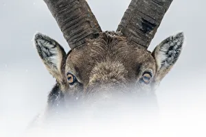 Alpine ibex (Capra ibex) close-up portrait. Gran Paradiso National Park, the Alps, Italy Alpine ibex (Capra ibex) close-up portrait. Gran Paradiso National Park, the Alps, Italy