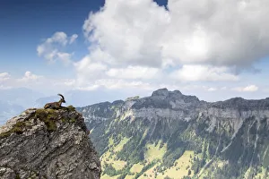 Alpine ibex (Capra ibex), male in habitat, Bernese Alps, Switzerland. July Alpine ibex (Capra ibex), male in habitat, Bernese Alps, Switzerland. July