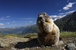 Alpine marmot (Marmota marmota) feeding, Hohe Tauern National Park, Austria, July 2008 Alpine marmot (Marmota marmota) feeding, Hohe Tauern National Park, Austria, July 2008