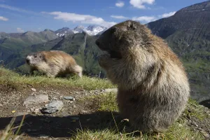 Alpine marmot (Marmota marmota) feeding, Hohe Tauern National Park, Austria, July 2008 Alpine marmot (Marmota marmota) feeding, Hohe Tauern National Park, Austria, July 2008