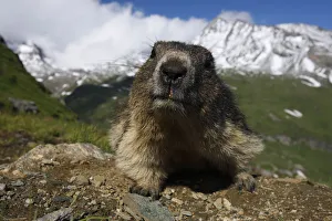 Alpine marmot (Marmota marmota) portrait, Hohe Tauern National Park, Austria, July 2008 Alpine marmot (Marmota marmota) portrait, Hohe Tauern National Park, Austria, July 2008