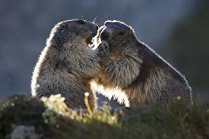 Alpine marmots (Marmota marmota) playing, Hohe Tauern National Park, Austria, July 2008 Alpine marmots (Marmota marmota) playing, Hohe Tauern National Park, Austria, July 2008