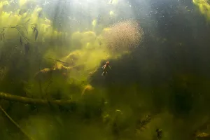 Alpine newt (Triturus alpestris) chasing a ball of Water fleas in a gravel pit pool Alpine newt (Triturus alpestris) chasing a ball of Water fleas in a gravel pit pool