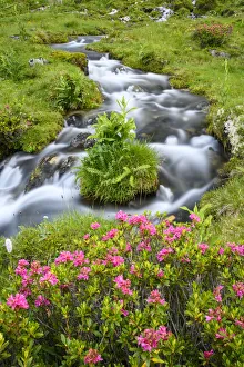 Alpine rose (Rhododendron ferrugineum) flowering beside mountain stream. North Tyrol, Austria Alpine rose (Rhododendron ferrugineum) flowering beside mountain stream. North Tyrol, Austria