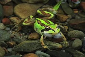 Alpine tree frog (Litoria verreauxii alpina) female from alpine meadow habitat, Kiandra Alpine tree frog (Litoria verreauxii alpina) female from alpine meadow habitat, Kiandra