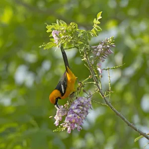 Altamira oriole (Icterus gularis) nectaring on Quickstick / Mother of cocoa tree Altamira oriole (Icterus gularis) nectaring on Quickstick / Mother of cocoa tree