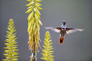 Amazilia hummingbird (Amazilia amazilia) flying to Agave flower to feed on it, Chaparri Amazilia hummingbird (Amazilia amazilia) flying to Agave flower to feed on it, Chaparri