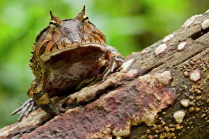 Amazon horned frog (Ceratophrys cornuta) portrait, Yasuni National Park, Orellana Amazon horned frog (Ceratophrys cornuta) portrait, Yasuni National Park, Orellana