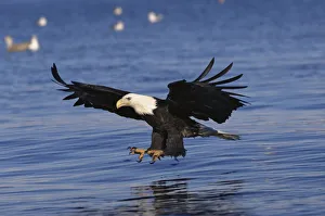 American bald eagle fishing {Haliaeetus leucocephalus} Alaska, USA American bald eagle fishing {Haliaeetus leucocephalus} Alaska, USA