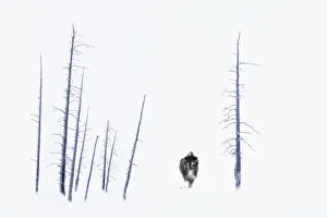 American Bison (Bison bison) frost covered male , standing by dead trees. Firehole River Valley American Bison (Bison bison) frost covered male , standing by dead trees. Firehole River Valley