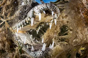 American crocodile (Crocodylus acutus) with open mouth amongst Seagrass (Alismatales) American crocodile (Crocodylus acutus) with open mouth amongst Seagrass (Alismatales)