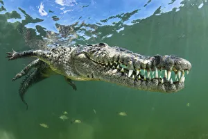 American crocodile (Crocodylus acutus) shows off its teeth American crocodile (Crocodylus acutus) shows off its teeth
