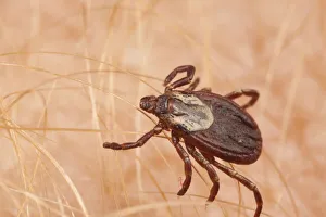 American dog tick (Dermacentor variabilis) adult female, PA, Morris Arboretum American dog tick (Dermacentor variabilis) adult female, PA, Morris Arboretum