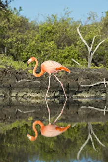 American flamingo (Phoenicopterus ruber) at edge of water, Borrero Bay, Santa Cruz Island American flamingo (Phoenicopterus ruber) at edge of water, Borrero Bay, Santa Cruz Island