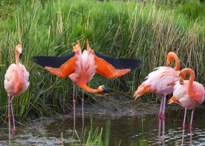 American flamingo (Phoenicopterus ruber) group of four with one displaying Punta Moreno American flamingo (Phoenicopterus ruber) group of four with one displaying Punta Moreno