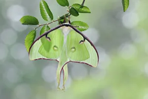 American moon / Luna Moth (Actias luna) resting on Cedar Elm (Ulmus crassifolia) American moon / Luna Moth (Actias luna) resting on Cedar Elm (Ulmus crassifolia)