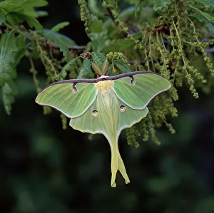 American moon moth (Actias luna) male, North America American moon moth (Actias luna) male, North America