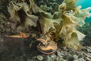 American / Northern lobster (Homarus americanus) partially hidden under seaweed, Nova Scotia American / Northern lobster (Homarus americanus) partially hidden under seaweed, Nova Scotia