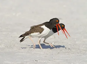 American oystercatchers (Haematopus palliatus) courting pair performing Piping Display' American oystercatchers (Haematopus palliatus) courting pair performing Piping Display'