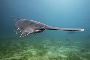 American paddlefish (Polyodon spathula), an introduced species native to the Mississippi River Basin, USA American paddlefish (Polyodon spathula), an introduced species native to the Mississippi River Basin, USA