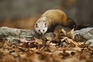 American pine marten (Martes americana) stalking prey in leaves, Baxter State Park American pine marten (Martes americana) stalking prey in leaves, Baxter State Park