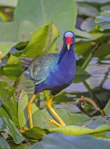 American Purple gallinule (Porphyrio martinica) balancing on a lily pad, Everglades National Park, Florida, USA American Purple gallinule (Porphyrio martinica) balancing on a lily pad, Everglades National Park, Florida, USA