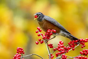 American robin (Turdus migratorius) feeding on Winterberry holly (Ilex sp) berries American robin (Turdus migratorius) feeding on Winterberry holly (Ilex sp) berries