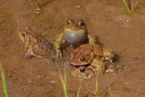 Animal Reproduction Behavior Prints: American toads (Anaxyrus americanus) pair in amplexus