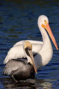 American white & Brown pelican P. occidentalis}, Florida, USA American white & Brown pelican P. occidentalis}, Florida, USA