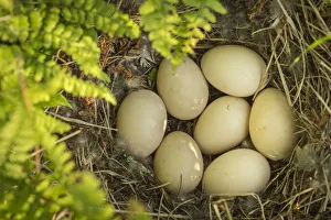 American wigeon (Anas / Mareca americana) nest with seven eggs, Anchorage Provincial Park American wigeon (Anas / Mareca americana) nest with seven eggs, Anchorage Provincial Park