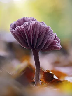 Amethyst deceiver (Laccaria amethystina), mature mushroom that had curved up to show Amethyst deceiver (Laccaria amethystina), mature mushroom that had curved up to show