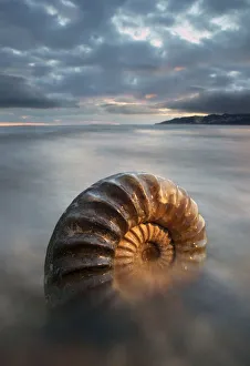 Ammonite fossil on beach, Charmouth, Jurassic Coast World Heritage Site, Dorset, England Ammonite fossil on beach, Charmouth, Jurassic Coast World Heritage Site, Dorset, England