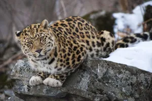 Amur leopard (Panthera pardus orientalis) Land of the Leopard National Park, Primorsky Krai Amur leopard (Panthera pardus orientalis) Land of the Leopard National Park, Primorsky Krai