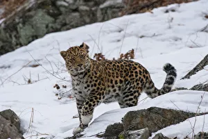 Amur leopard (Panthera pardus orientalis) walking in snow, Land of the Leopard National Park Amur leopard (Panthera pardus orientalis) walking in snow, Land of the Leopard National Park