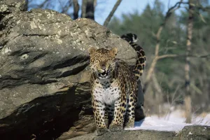 Amur leopard snarling {Panthera pardus orientalis} captive Amur leopard snarling {Panthera pardus orientalis} captive