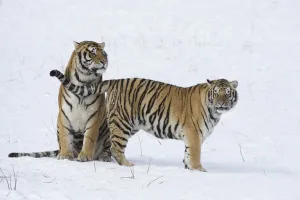 Amur / Siberian tiger (Panthera tigris altaica) pair in courtship, in snow. Captive in tiger park Amur / Siberian tiger (Panthera tigris altaica) pair in courtship, in snow. Captive in tiger park