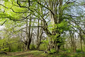Ancient Beech Trees Prints: Ancient Beech trees (Fagus sylvatica) in spring
