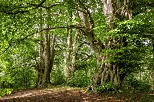 Ancient Beech Tree Print, Summer Seasonal Study