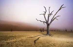 Ancient dead Camelthorn tree (Vachellia erioloba) trees with red dunes and mist, Namib desert Ancient dead Camelthorn tree (Vachellia erioloba) trees with red dunes and mist, Namib desert