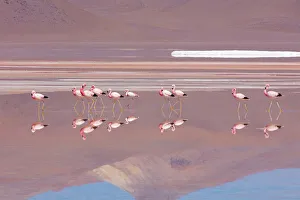 Andean Flamingos (Phoenicopterus andinus), Laguna Colorada, Bolivia Andean Flamingos (Phoenicopterus andinus), Laguna Colorada, Bolivia