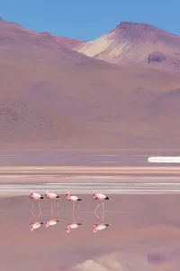 Andean flamingos (Phoenicopterus andinus), Laguna Colorada, Bolivia. December 2016 Andean flamingos (Phoenicopterus andinus), Laguna Colorada, Bolivia. December 2016