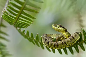 Andean forest pit viper (Bothriopsis pulchra) curled up on fern, Sumaco, Napo, Ecuador Andean forest pit viper (Bothriopsis pulchra) curled up on fern, Sumaco, Napo, Ecuador