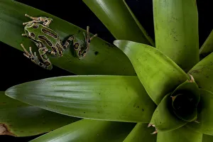 Andean marsupial frog (Gastrotheca riobambae) on bromeliad, Papallacta, Napo, Ecuador Andean marsupial frog (Gastrotheca riobambae) on bromeliad, Papallacta, Napo, Ecuador