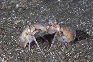 Anemone Hermit Crab (Pagurus prideaux) courtship behaviour. Maseline Harbour, Sark Anemone Hermit Crab (Pagurus prideaux) courtship behaviour. Maseline Harbour, Sark