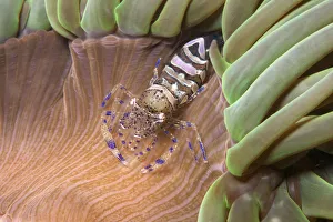 Anemone prawn (Periclimenes sagittifer) on Snakelocks anemone (Anemonia viridis) Jersey Anemone prawn (Periclimenes sagittifer) on Snakelocks anemone (Anemonia viridis) Jersey
