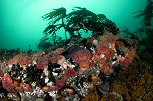 Anemones, kelp and other marine life on rock underwater, Saltstraumen, Bod, Norway Anemones, kelp and other marine life on rock underwater, Saltstraumen, Bod, Norway