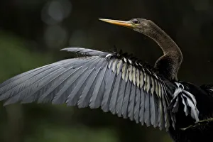 Anhinga (Anhinga anhinga). Yasuni National Park, Orellana, Ecuador Anhinga (Anhinga anhinga). Yasuni National Park, Orellana, Ecuador
