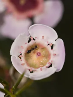 Ant (Formicidae) nectaring on Geraldton waxflower (Chamelaucium uncinatum) Ant (Formicidae) nectaring on Geraldton waxflower (Chamelaucium uncinatum)