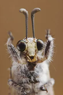 Images Dated 15th June 2006: Ant Lion {Myrmeleontidae} adult head close up, Texas, USA